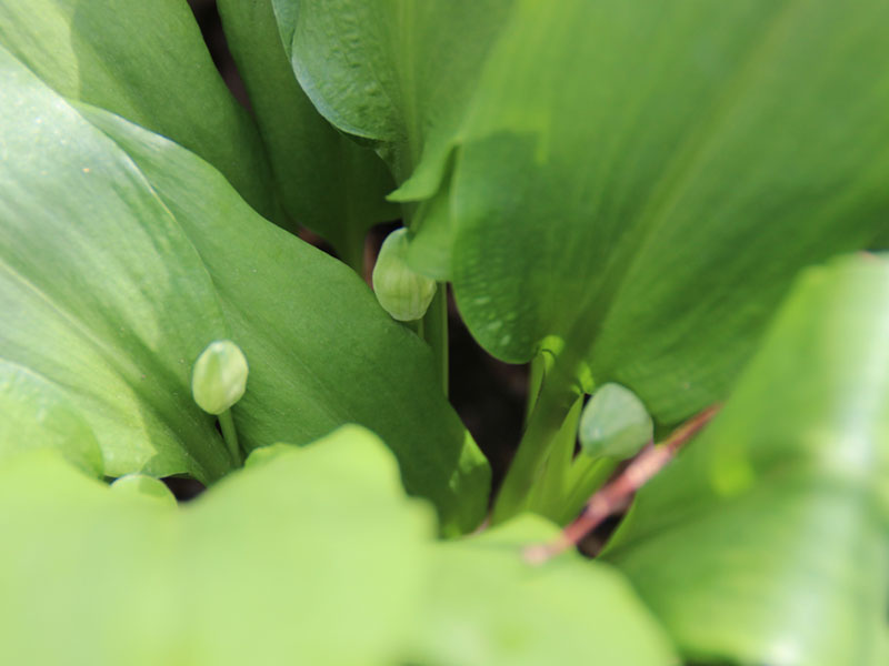 Wachsende Bärlauchblüten