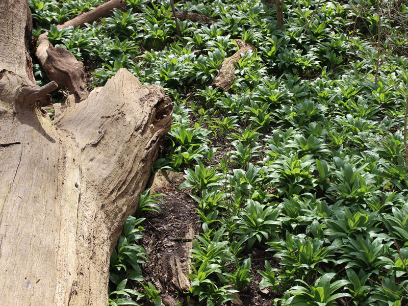 Baum im Bärlauch