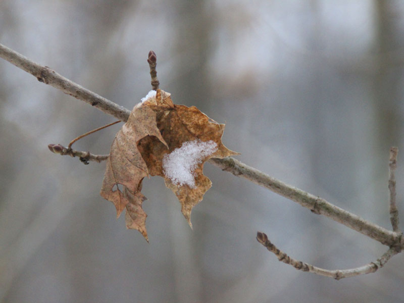 Gefrorenes Blatt