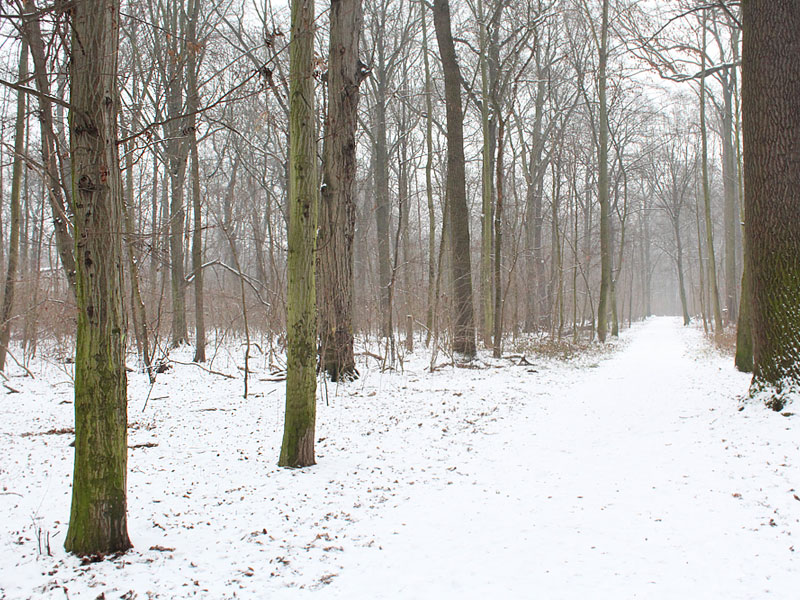 Blick in den verschneiten Wald