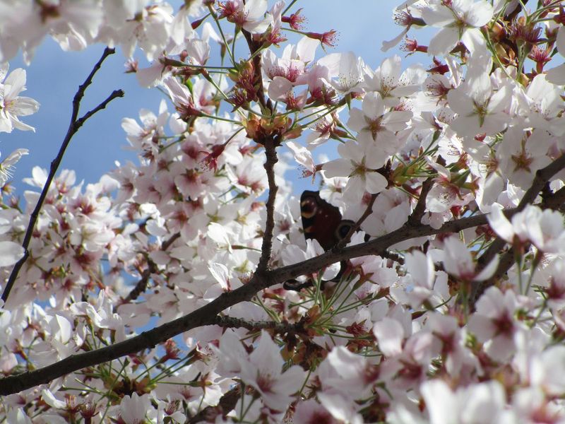kirschblüten hummel
